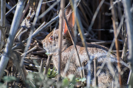 Close up of rabbit sitting still in the shrubs, Sacramento National Wildlife Refuge, California