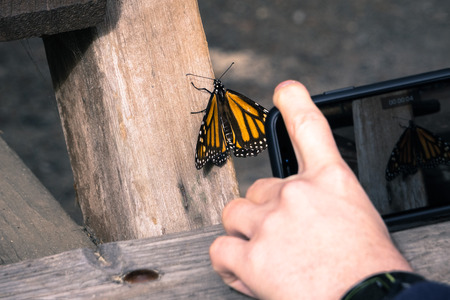 Unidentified person taking a photo of a Monarch Butterfly resting on a wooden post; Pismo Beach Monarch Butterfly Sanctuary, Californiaの写真素材