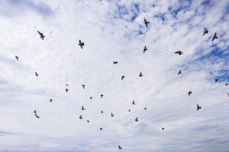 A flock of pigeons flying on a white clouds background