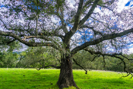 Large live oak tree (Quercus agrifolia) spreading its branches; lace lichen hanging among its green foliage; white clouds in the background;  Coyote Lake Harvey Bear Ranch County Park, Gilroy, CAの写真素材