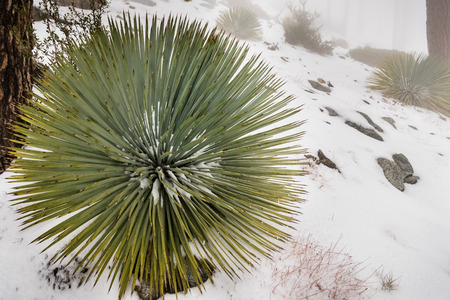 Chaparral Yucca (Hesperoyucca whipplei) growing on the slopes of Mt San Antonio, snow on the ground; Los Angeles county, Californiaの写真素材