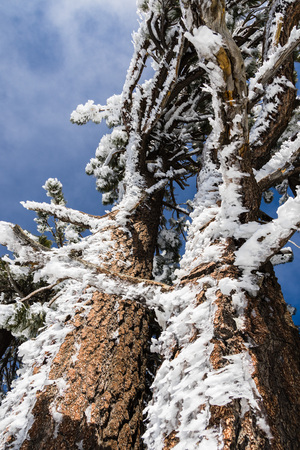 Tree trunk and branches covered in ice formations sculpted by wind, Mount San Antonio (Mt Baldy), south Californiaの写真素材