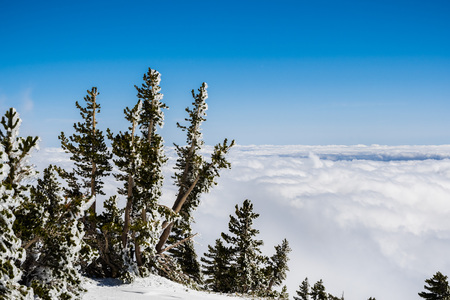 Pine trees covered in frost high on the mountain; sea of white clouds covering the valley in the background, Mount San Antonio (Mt Baldy), Los Angeles county, Californiaの写真素材
