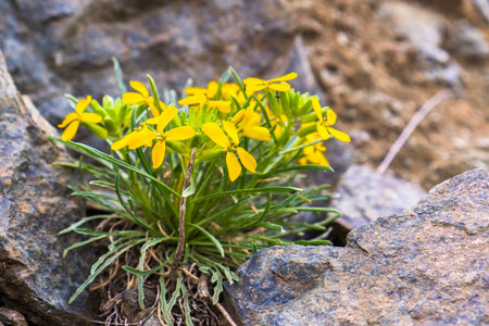Erysimum franciscanum, commonly known as the Franciscan wallflower or San Francisco wallflower,...