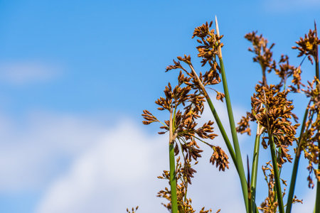 Close up of Tule reeds (Schoenoplectus acutus) on a blue sky background, south San Francisco bay area, Californiaの写真素材