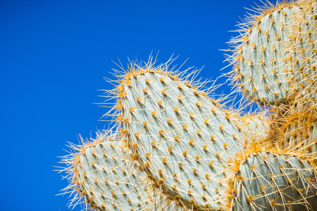 Close up of Pancake prickly pear (Opuntia Chlorotica), Joshua Tree National Park, south Californiaの写真素材