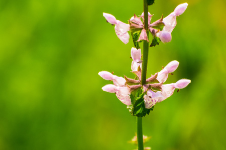 Rough hedgenettle (Stachys rigida) wildflower; green background, Santa Clara county, south San Francisco bay area, Californiaの写真素材