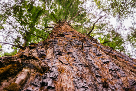 Large Redwood tree (Sequoia sempervirens), Santa Cruz mountains, San Francisco bay area, California