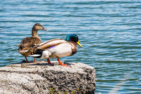 A pair of mallard ducks on the shorelines of San Francisco bay area, Californiaの写真素材