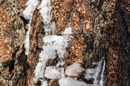 Pieces of ice shaped by wind on a pine tree trunk on top of Mt San Antonio, Los Angeles county, south Californiaの写真素材