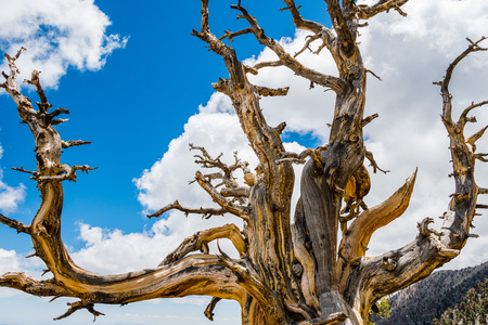 Dead Bristlecone pine (Pinus longaeva) on a white clouds and blue sky background, Death Valley National Park, Californiaの写真素材