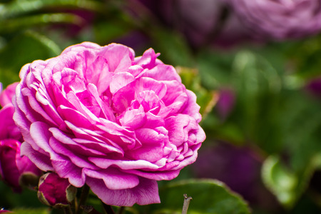 Close up of pink rose; blurred backgroundの写真素材