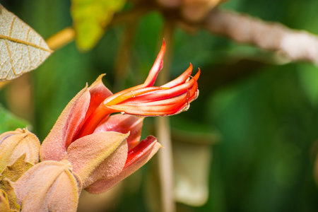 Close up of Mexican Hand Tree (Chiranthodendron pentadactylon) flower, San Francisco, California;...