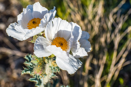 Close up of Prickly Poppy (Argemone munita) growing in the Panamint Range, Death Valley National Park, Californiaの写真素材
