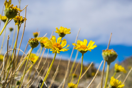 Naked-stemmed Daisy (Enceliopsis nudicaulis) blooming in Death Valley National Park, Californiaの写真素材