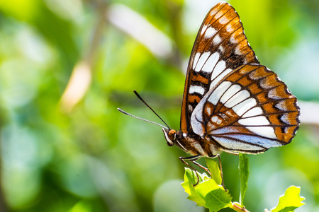 Lorquin's admiral (Limenitis lorquini) butterfly sitting with its wings closed on a green leaf, south San Francisco bay area, California; blurred backgroundの写真素材
