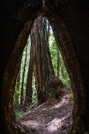 Looking through the hole left in a still living redwood tree by an old fire, Butano State Park, San Francisco bay area, Californiaの写真素材