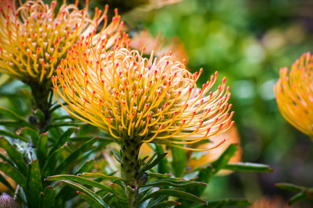 Close up Leucospermum California Sunshine cultivar; Leucospermum species are native to south Africa