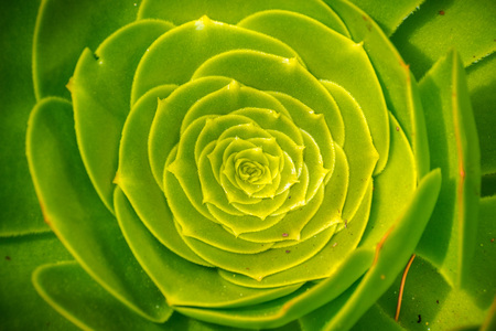 Macro photo of succulent Aeonium arboretum; black and whiteの写真素材
