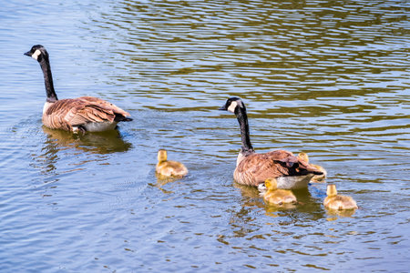 Canada Goose (Branta canadensis) family swimming on a lake, San Francisco bay area, California
