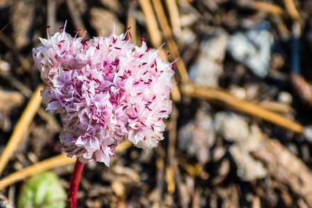 Close up of One seeded pussypaws (Cistanthe monosperma) wildflowers blooming in Lassen Volcanic...
