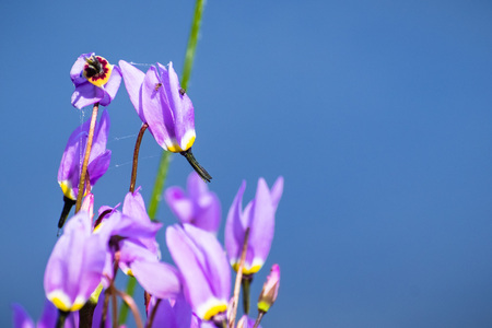 Close up of Alpine shooting star (Primula tetrandra) blooming on the shores of summit lake in Lassen Volcanic National Park, Californiaの写真素材