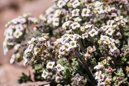 Alpine false candytuft (Smelowskia ovalis) wildflower blooming among rocks at high altitude, Lassen Volcanic National Park, northern Californiaの写真素材