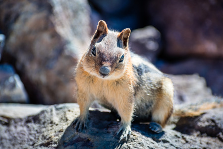 Frontal view of cute chipmunk, Lassen Volcanic Park National Park, Northern Californiaの写真素材