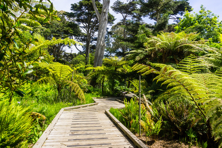 May 6, 2018 San Francisco / CA / USA - Wooden boardwalk meandering through a lush landscape in the Botanical Garden located in Golden Gate Park; information panels on the sideのeditorial素材