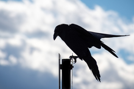 Close up of large raven perched on a metal post in south San Francisco bay area; white clouds and blue sky visible in the background; Californiaの写真素材