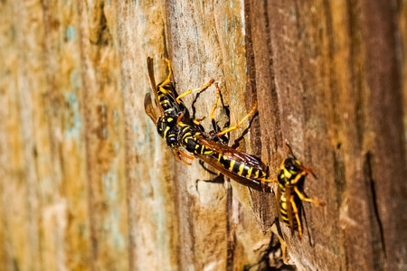 Wasps gathering on a wooden postの写真素材