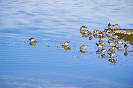 Short billed Dowitchers feeding in the marshes of south San Francisco bay, California