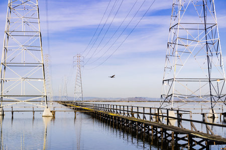 Northern harrier flying among electricity towers, Shoreline Park, Mountain View, California