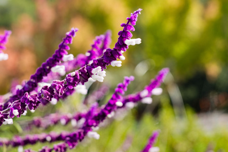 Mexican sage shrub blooming in November, Californiaの写真素材