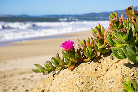 Purple Carpobrotus edulis flower on a beach, Californiaの写真素材