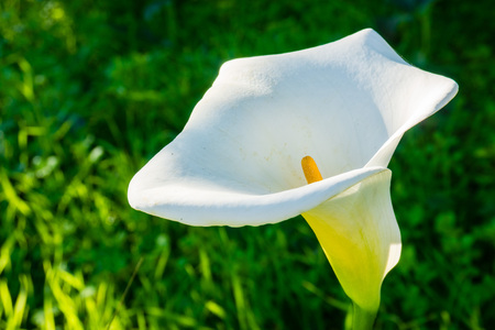 Macro of a Calla Lilyの写真素材