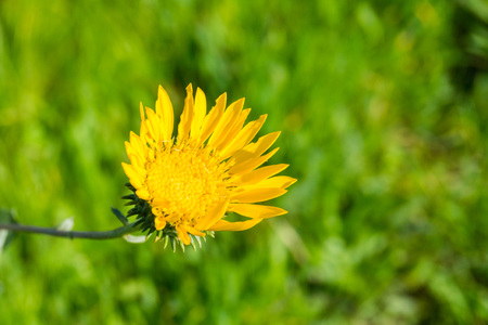 Great Valley Gumweed, Great Valley Gumplant (Grindelia camporum, Grindelia robusta) flowering, Californiaの写真素材