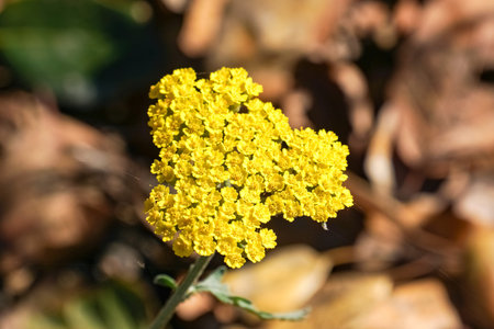 Macro photo of fernleaf yarrow flowers (Achillea filipendulina), California