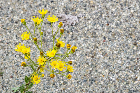 Tansy Ragwort (Jacobaea vulgaris) Yellow flowers on a paved road background, California