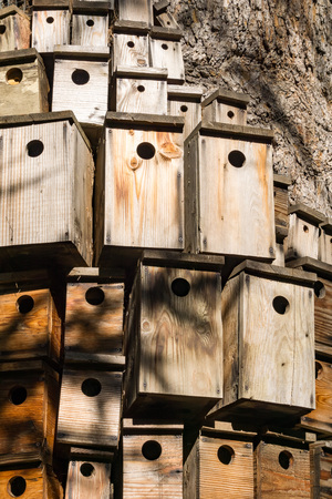 Lots of decorative nesting boxes on the trunk of a large tree, Californiaの写真素材