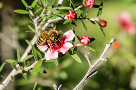 Honey bee on a small pink flower, Californiaの写真素材
