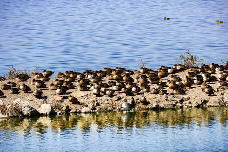 Ducks sleeping on a levee, Sunnyvale, Californiaの写真素材