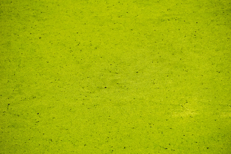 Green Algae on a pond, Californiaの写真素材
