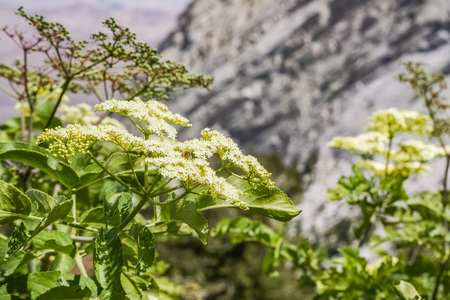 Blue Elderberry flowers (Sambucus nigra ssp.
caerulea), Eastern Sierra Mountains, Californiaの写真素材