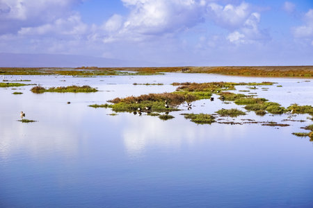 Wetlands in Alviso Marsh, south San Francisco bay, California