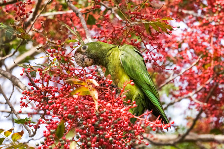 Feral Parrot (Red Crowned Parrot) on a tree, eating red berries, Sunnyvale, California