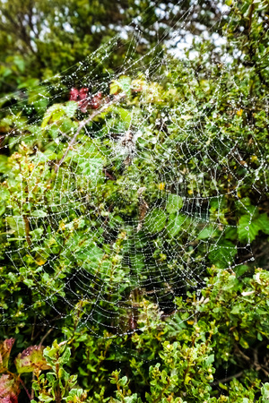 Raindrops on a spiderweb on an overcast and foggy day in the Headlands, Golden Gate National Recreation Area, Marin County, Californiaの写真素材
