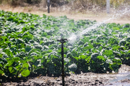 Field of brussel sprouts plants on the Pacific Coast, Californiaの写真素材