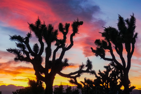 Joshua trees on a colorful sunset background, Joshua Tree National Park, Californiaの写真素材