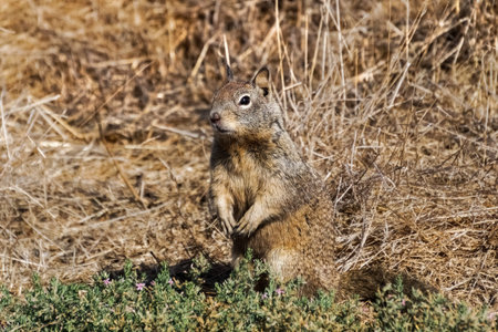 Squirrel blending in with the tall dry grass on the background, Alviso marsh, San Jose, south San...